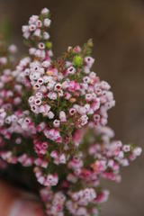 Erica parviflora