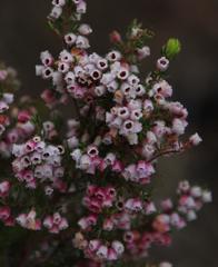 Erica parviflora