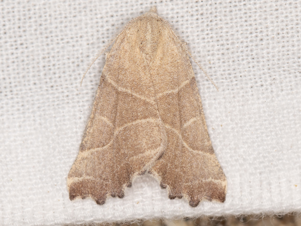 Plataea calcaria