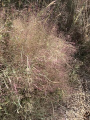 Muhlenbergia porteri