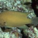 Pycnochromis agilis - Photo (c) FishWise Professional,  זכויות יוצרים חלקיות (CC BY-NC-SA)