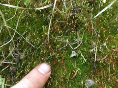 Leptobryum pyriforme