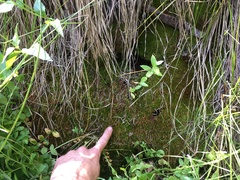 Leptobryum pyriforme