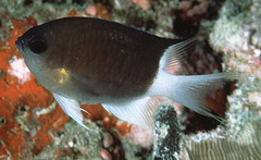 Malayan Chromis photo 2