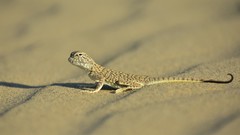 Phrynocephalus mystaceus