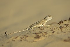 Phrynocephalus mystaceus