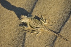 Phrynocephalus mystaceus