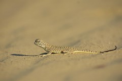 Phrynocephalus mystaceus