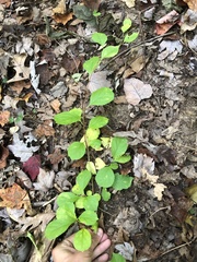 Celastrus orbiculatus