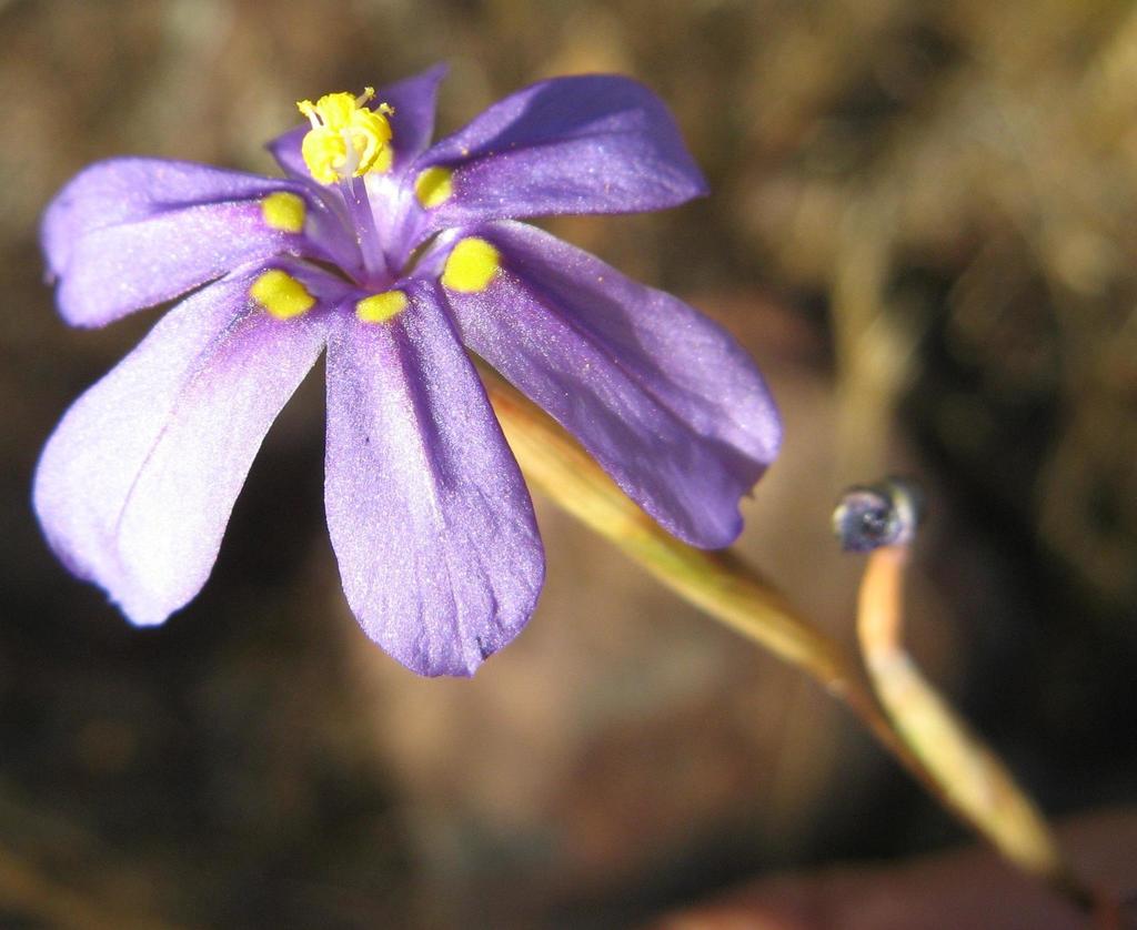 Moraea verecunda