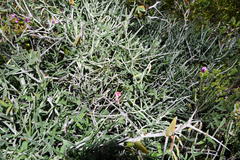 Indigofera sp-aff-platypoda