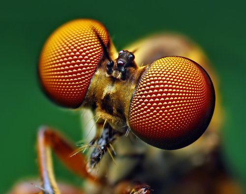Dusky Goggle Eye