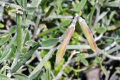 Indigofera sp-aff-platypoda