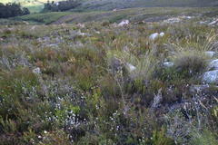 Thesium spicatum