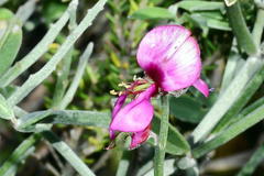 Indigofera sp-aff-platypoda