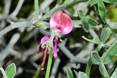 Indigofera sp-aff-platypoda
