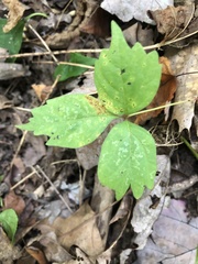Toxicodendron radicans