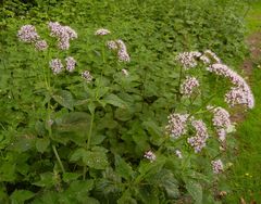 Valeriana pyrenaica