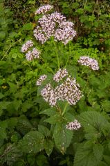 Valeriana pyrenaica