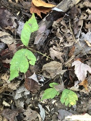 Toxicodendron radicans