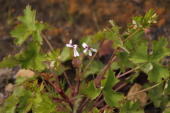 Pelargonium patulum