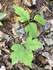 Toxicodendron radicans