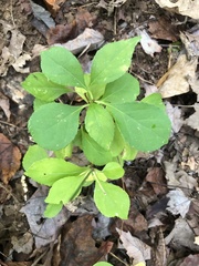 Celastrus orbiculatus