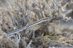 Psammophis lineolatus