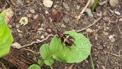 Trachyderes elegans