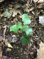 Hedera helix