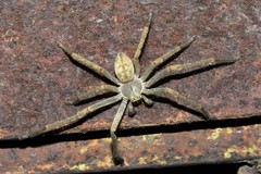 Olios sericeus