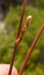 Trachyandra brachypoda