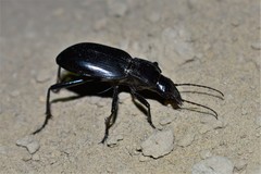 Taphoxenus