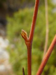 Trachyandra brachypoda