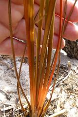 Trachyandra brachypoda