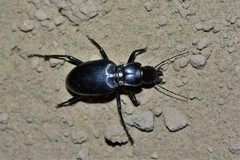 Taphoxenus