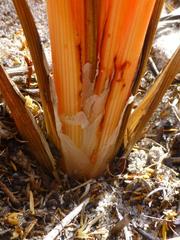 Trachyandra brachypoda