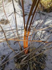 Trachyandra brachypoda