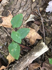 Smilax glauca