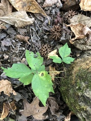 Toxicodendron radicans