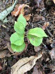 Celastrus orbiculatus