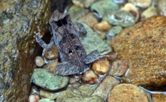 Rhinella scitula