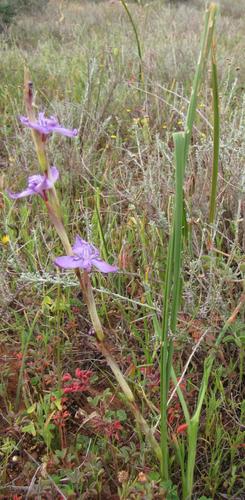Moraea hesperantha