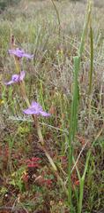Moraea hesperantha