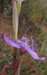 Moraea hesperantha