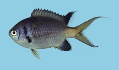Doublebar Chromis photo 4