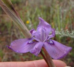 Moraea hesperantha