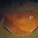 Coffin Rays - Photo (c) Richard Ling, some rights reserved (CC BY-NC-SA)