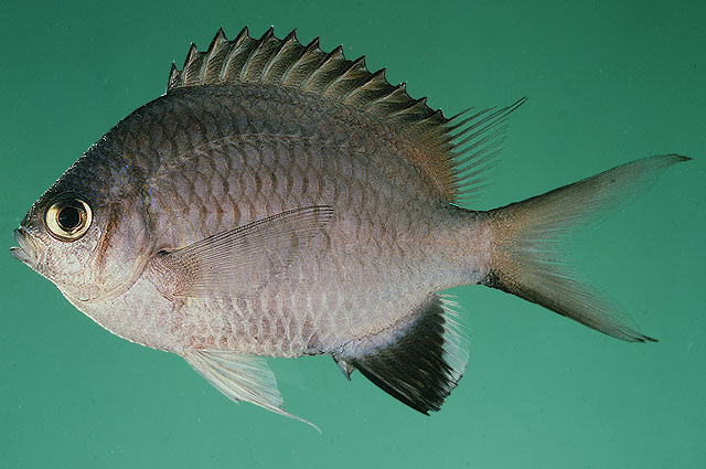 Kenyan Chromis