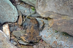 Rhinella scitula